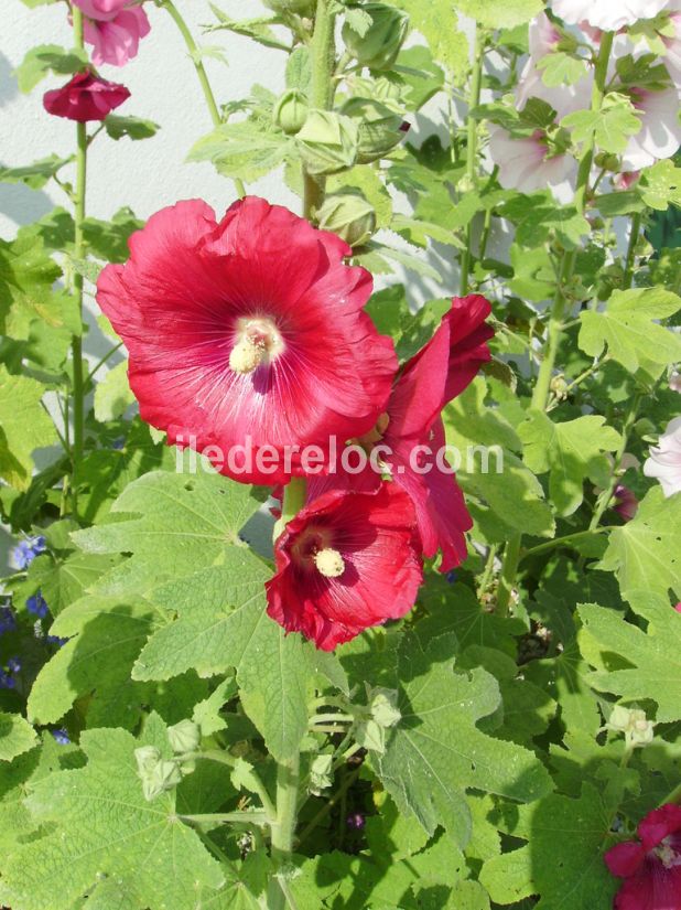 Photo 42 : NC d'une maison situ&eacute;e &agrave; La Flotte-en-R&eacute;, &icirc;le de R&eacute;.