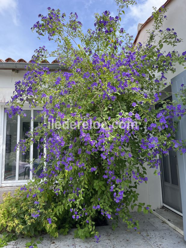 Photo 4 : EXTERIEUR d'une maison située à Saint-Clément-des-Baleines, île de Ré.