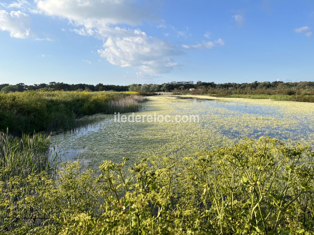 Photo 17 : AUTRE d'une maison située à Saint-Clément-des-Baleines, île de Ré.