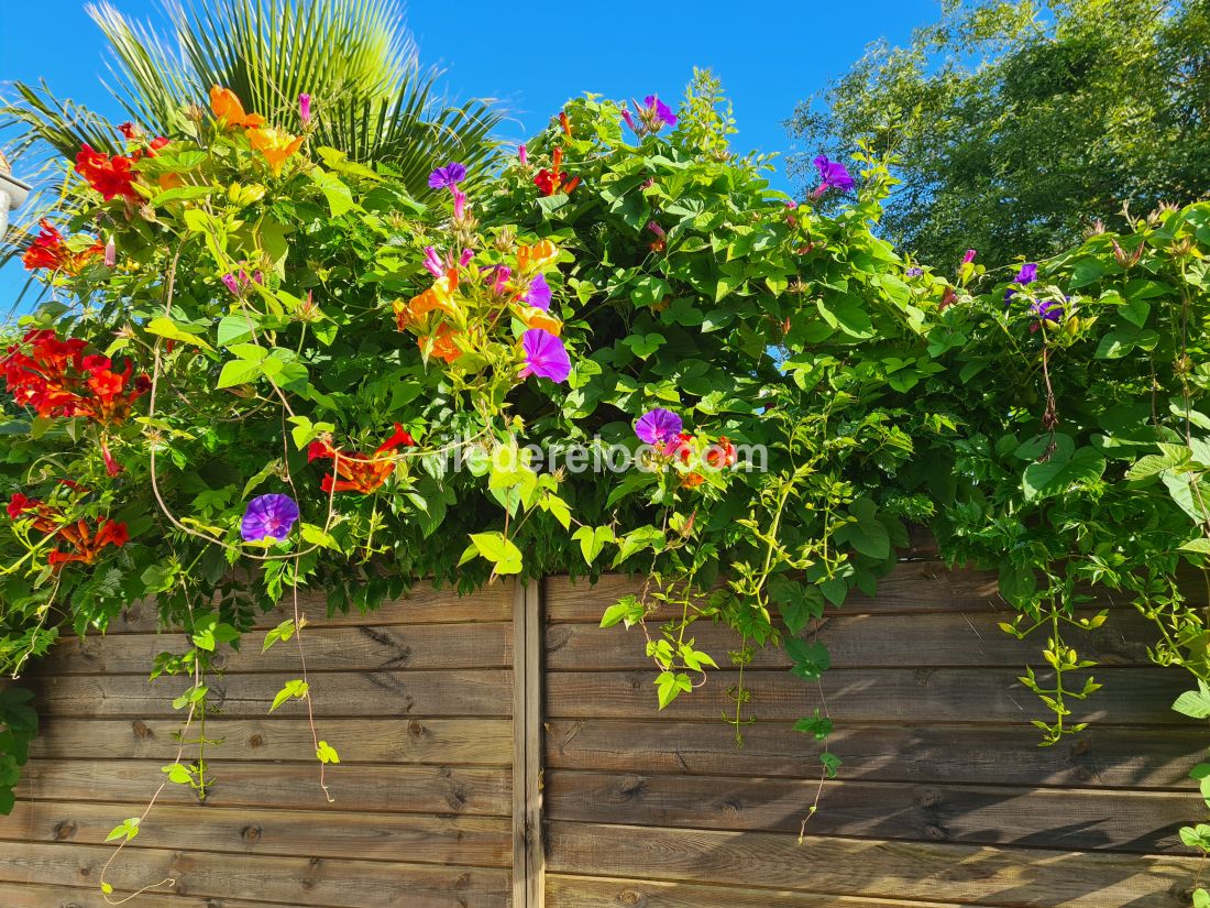 Photo 7 : TERRASSE d'une maison située à Le Bois-Plage-en-Ré, île de Ré.