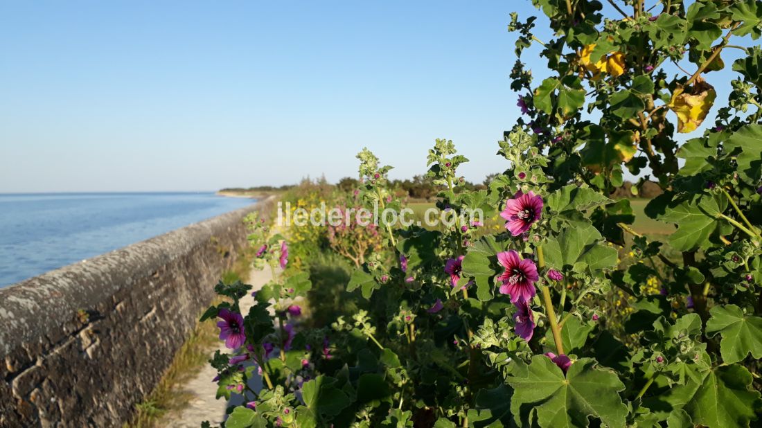 Photo 16 : AUTRE d'une maison située à Loix, île de Ré.