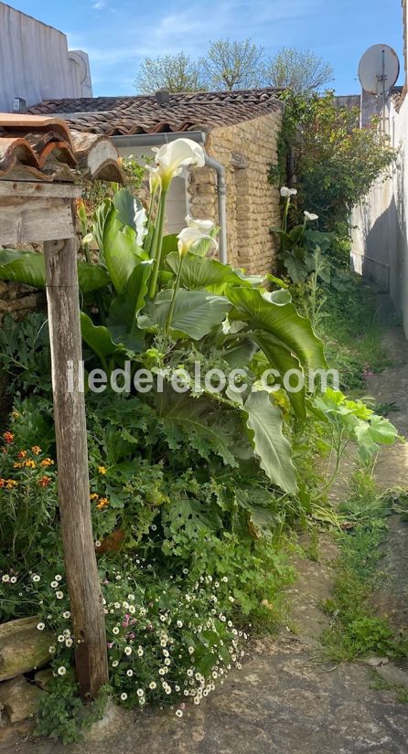 Photo 11 : NC d'une maison située à Les Portes-en-Ré, île de Ré.