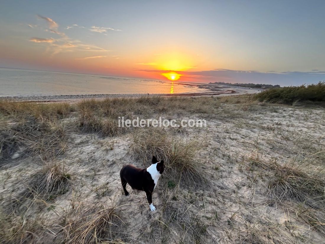 Photo 18 : AUTRE d'une maison situ&eacute;e &agrave; Sainte-Marie-de-R&eacute;, &icirc;le de R&eacute;.