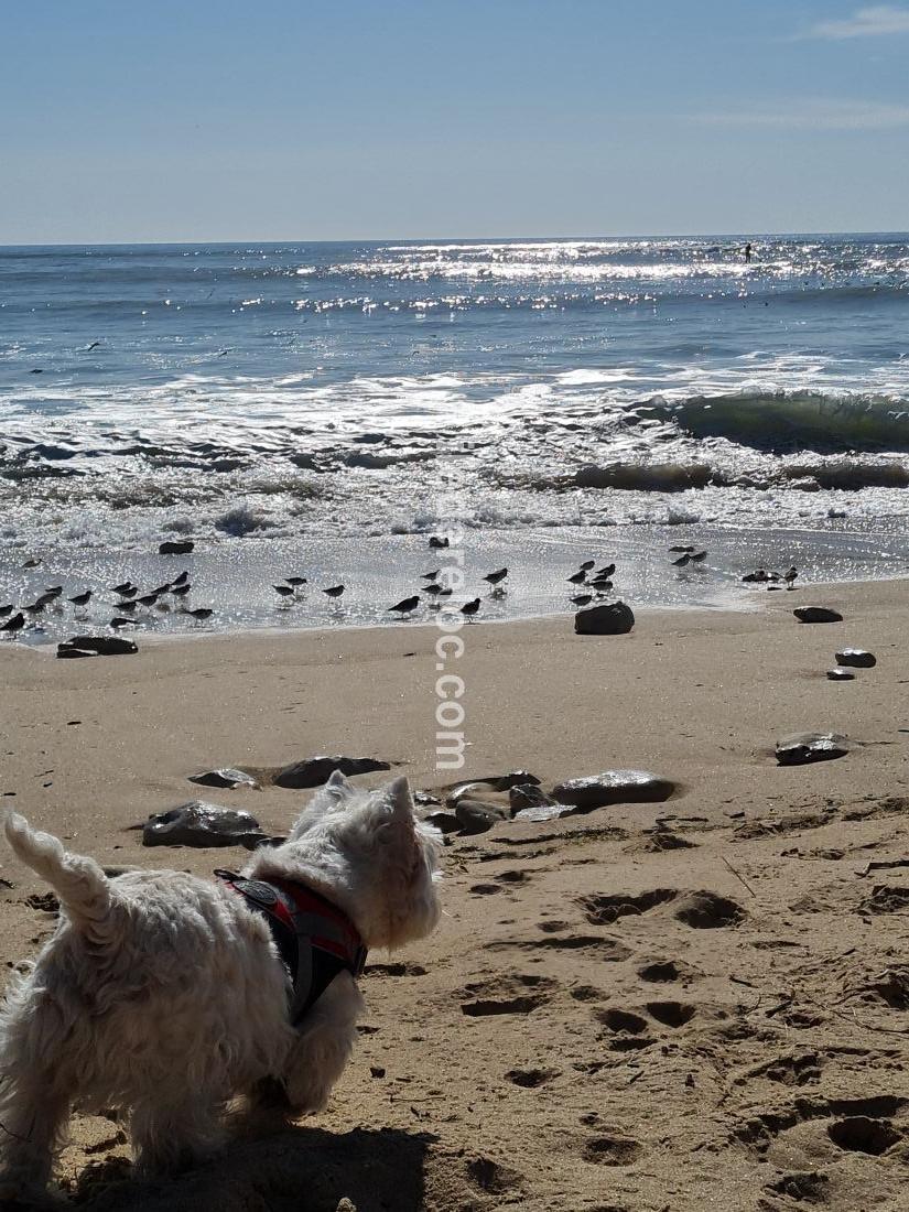 Photo 27 : AUTRE d'une maison située à Sainte-Marie-de-Ré, île de Ré.