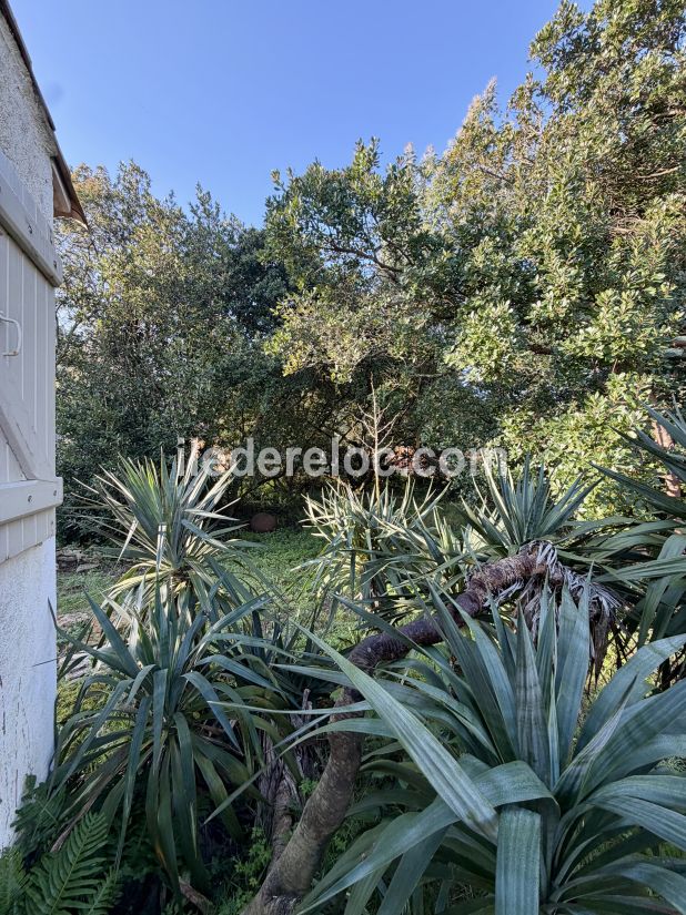 Photo 6 : JARDIN d'une maison situ&eacute;e &agrave; Saint-Cl&eacute;ment-des-Baleines, &icirc;le de R&eacute;.