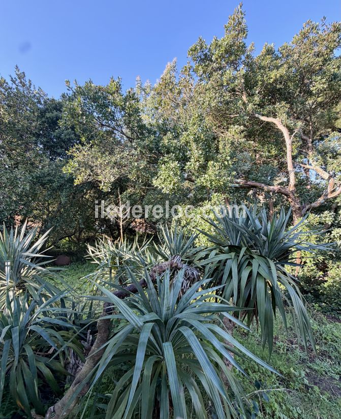 Photo 20 : JARDIN d'une maison situ&eacute;e &agrave; Saint-Cl&eacute;ment-des-Baleines, &icirc;le de R&eacute;.