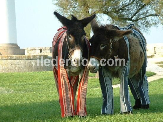 Photo 76 : NC d'une maison situ&eacute;e &agrave; Saint-Martin-de-R&eacute;, &icirc;le de R&eacute;.