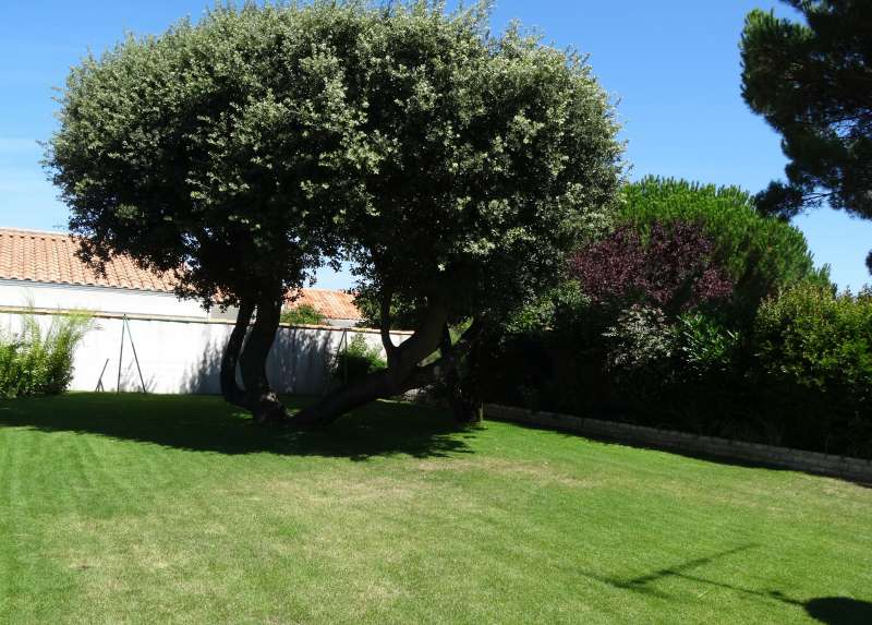 Photo 22 : JARDIN d'une maison située à La Flotte-en-Ré, île de Ré.