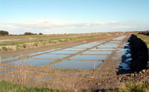 marais salant la couarde