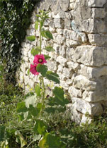 rose tremiere ile de ré