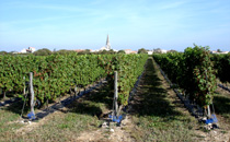 vigne a sainte marie