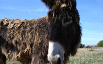 baudet du poitou